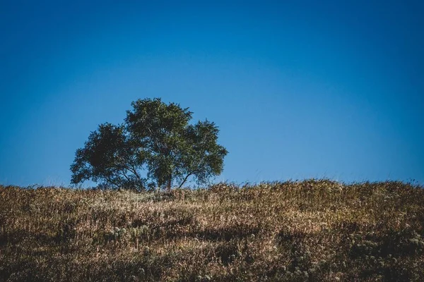 Uma Bela Árvore Solitária Isolada Campo Contra Céu Azul — Fotografia de Stock