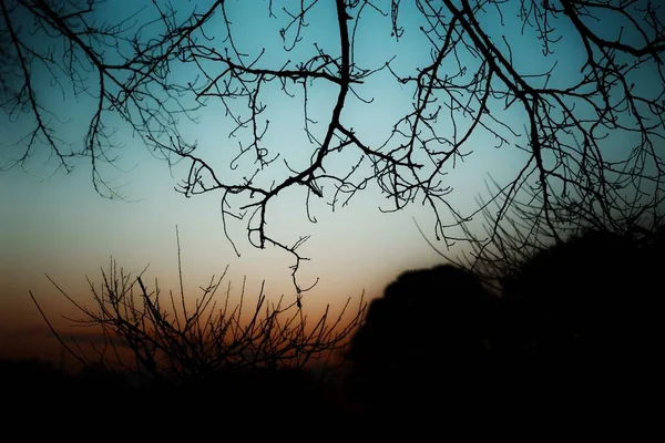 하늘을 배경으로 나뭇가지들이 실루엣의 아름다운 — 스톡 사진