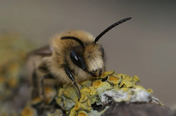 Zbliżenie Vernal Colletes Pszczoła Kwiecie Rozmytym Tle — Zdjęcie stockowe
