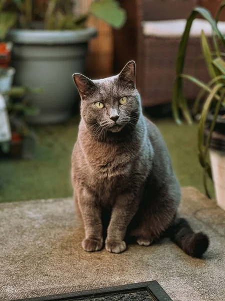 Ett Porträtt Underbar Katt Sittande Söt Pose Ett Vertikalt Skott — Stockfoto