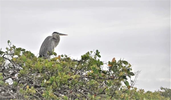 Sebuah Gambar Sudut Rendah Dari Heron Biru Besar Bertengger Pohon — Stok Foto