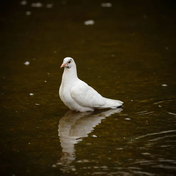 Egy Fehér Galamb Tükröződik Vízben — Stock Fotó