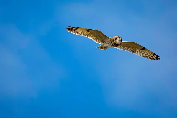 Uma Coruja Orelha Curta Voando Céu — Fotografia de Stock