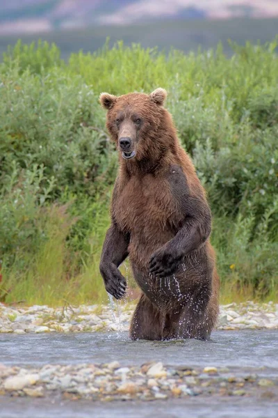 Eine Vertikale Aufnahme Eines Bären Wasser — Stockfoto