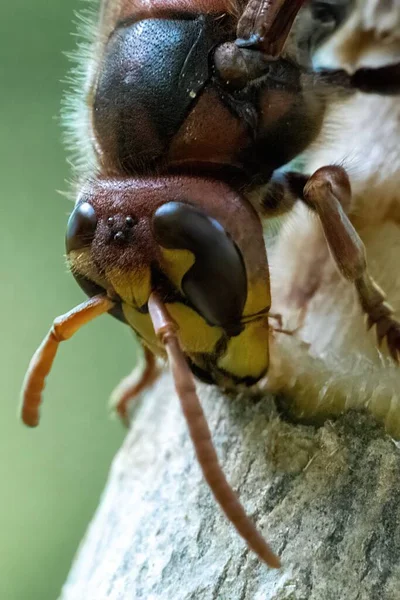 欧洲大黄蜂在树皮上的宏观图片 — 图库照片