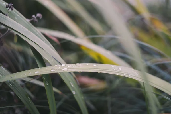 水の滴で覆われた緑の草のクローズアップショット — ストック写真