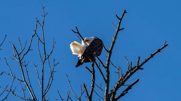 Águila Calva Haliaeetus Leucocephalus Sentada Una Rama Árbol Aislada Cielo — Foto de Stock
