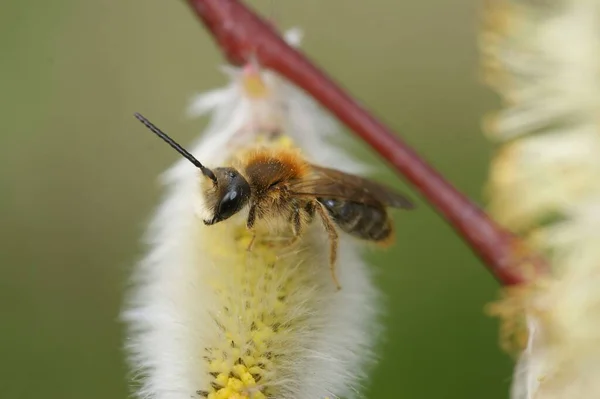 Naturalne Zbliżenie Puszystym Samcu Pomarańczowy Ogon Pszczoła Górnicza Andrena Heemorrhoa — Zdjęcie stockowe