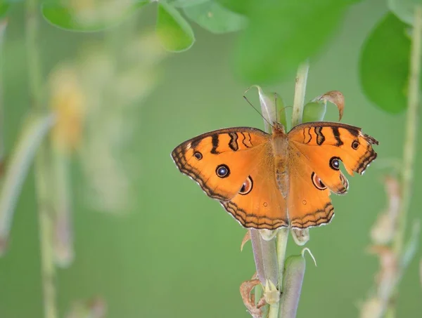 Junonia Almana Est Une Espèce Papillon Nymphalide Cambodge Asie Sud — Photo