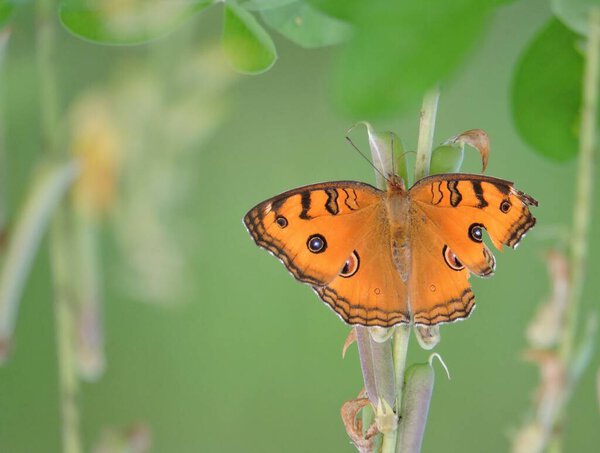 Junonia almana, the peacock pansy, is a species of nymphalid butterfly found in Cambodia and South Asia.