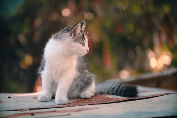 Kucing Abu Abu Dan Putih Yang Lucu Duduk Permukaan Kayu — Stok Foto