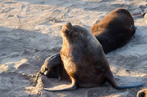 Sebuah Gambar Close Dari Dua Singa Laut Lucu Berbaring Pantai — Stok Foto