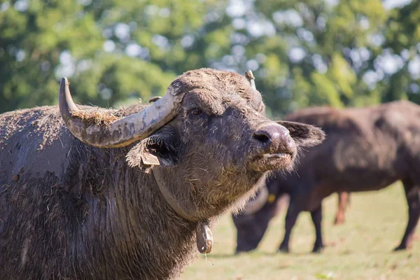 アフリカの水牛の美しいクローズアップ — ストック写真