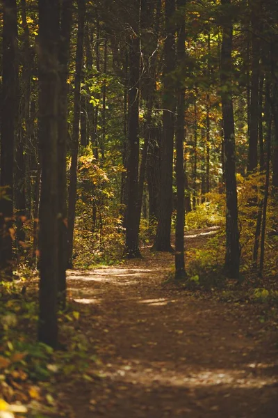 Ένα Κάθετο Πλάνο Ενός Όμορφου Δάσους Στο Οντάριο Του Καναδά — Φωτογραφία Αρχείου