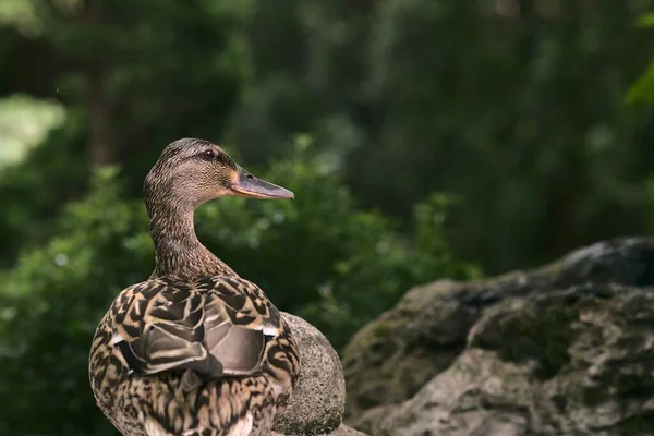 Bulanık Bir Arka Planda Dişi Bir Ördek — Stok fotoğraf
