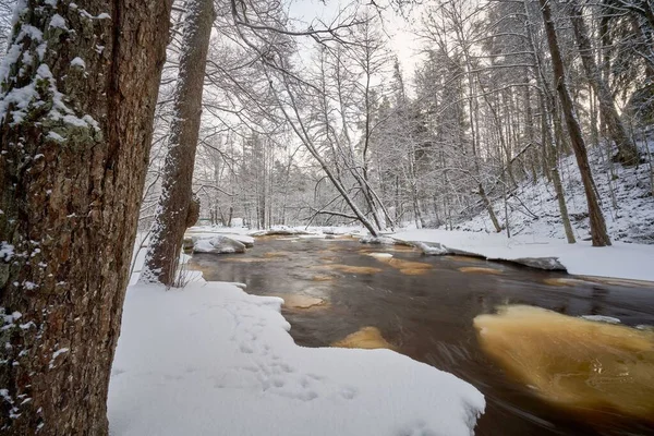 Flod Som Rinner Genom Snöig Skog — Stockfoto