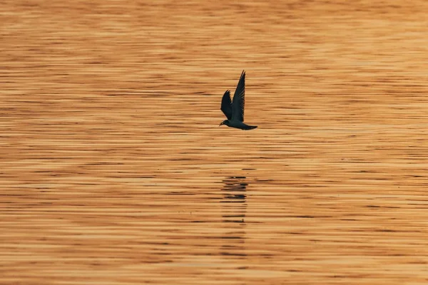 Силуэт Бури Маркхэма Пролетающей Над Водой Золотой Час — стоковое фото