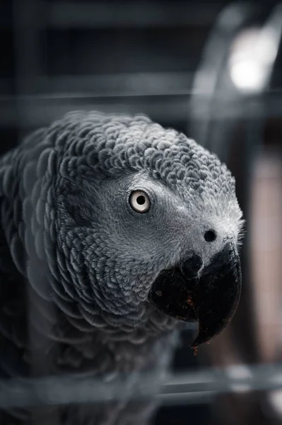 Tiro Vertical Cabeça Papagaio Cinzento Bico Uma Captura Close — Fotografia de Stock