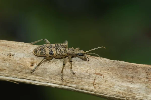 Una Macro Toma Escarabajo Cuerno Largo Manchas Negras Rhagium Mordax — Foto de Stock