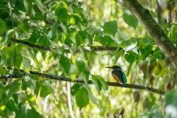 Pequeno Pássaro Pescador Empoleirado Galho Árvore — Fotografia de Stock
