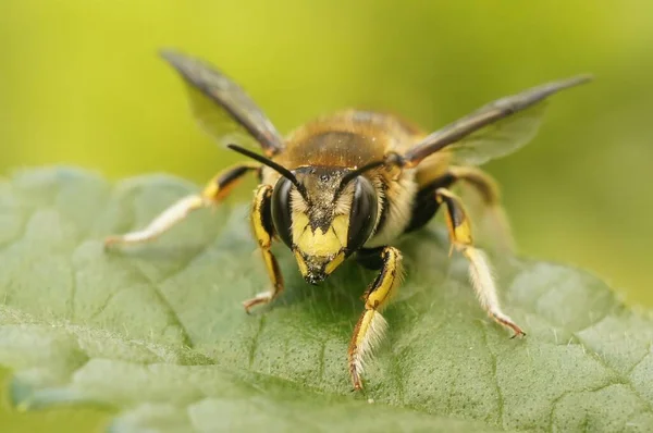 Naturlig Närbild Färgglada Gul Randig Europeisk Woolcarder Ensam Bee Anthidium — Stockfoto