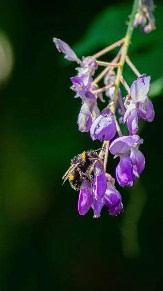 Μια Μακροεντολή Μιας Μέλισσας Γύρη Στα Πόδια Της Ένα Λουλούδι — Φωτογραφία Αρχείου