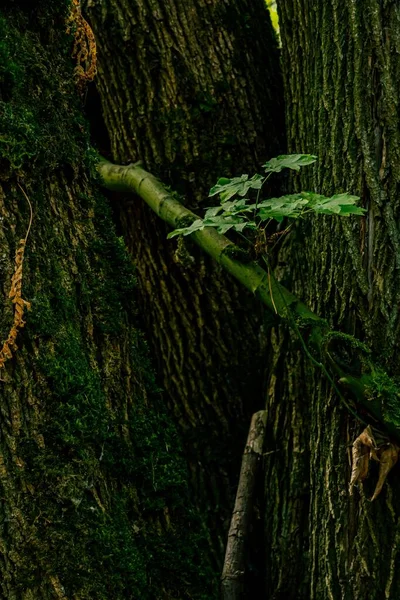 Tiro Vertical Uma Vara Verde Crescendo Uma Floresta — Fotografia de Stock
