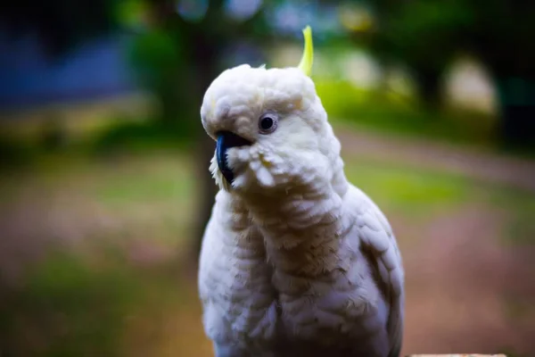 Zbliżenie Ujęcia Siedzącego Ptaka Kakadu — Zdjęcie stockowe