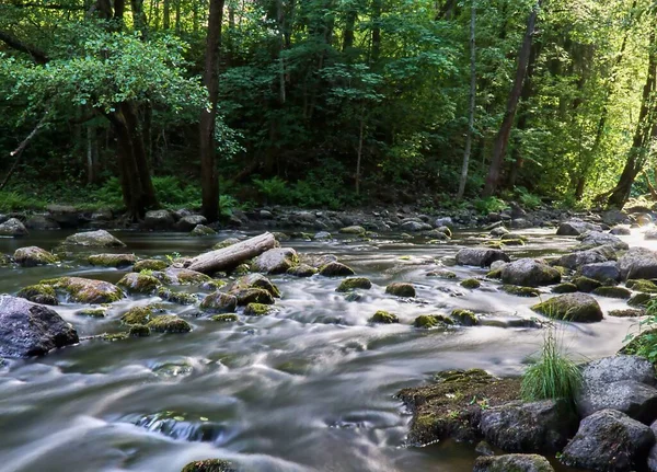 緑の森を流れる川 — ストック写真