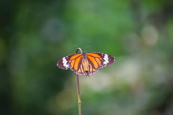 Una Farfalla Danaus Genutia Una Pianta Uno Sfondo Sfocato — Foto Stock