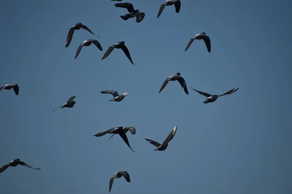 Uma Visão Rebanho Pássaros Negros Céu — Fotografia de Stock