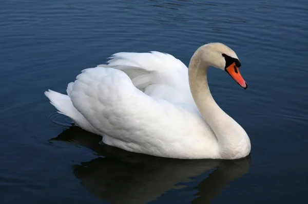 湖に浮かぶ白い白鳥のクローズアップ — ストック写真