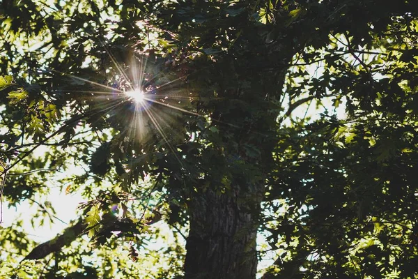 Beautiful Shot Sunlight Peeking Tree Leaves — Stock Photo, Image