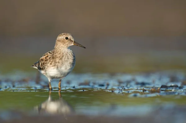 Least Tern Bird Standing Mud Water — Foto de Stock