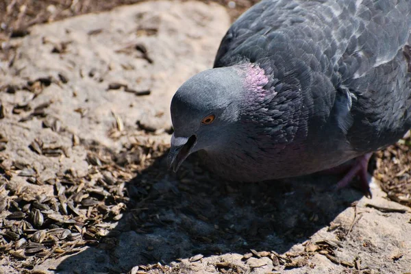Closeup Pigeon Eating Seeds — Stock Photo, Image
