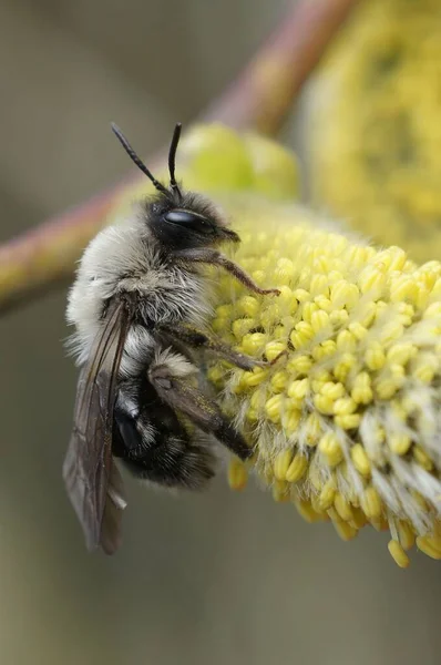 木耳蜜蜂栖息在植物上的特写镜头 — 图库照片