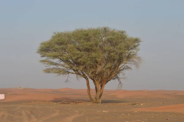 Eine Schöne Aufnahme Eines Einzelnen Grünen Baumes Auf Einem Feld — Stockfoto