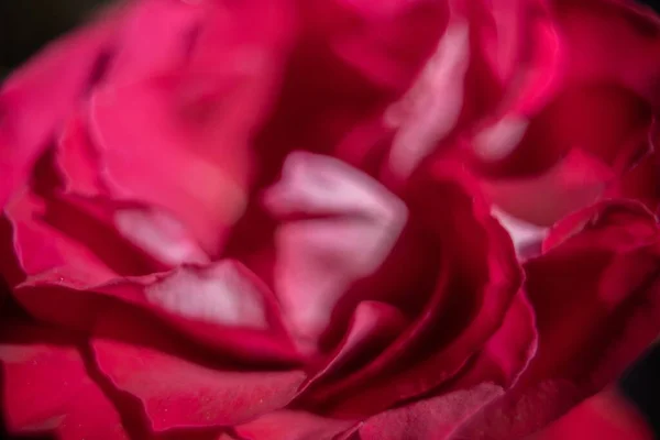 Foco Seletivo Uma Rosa Rosa Rosa Que Cresce Jardim — Fotografia de Stock