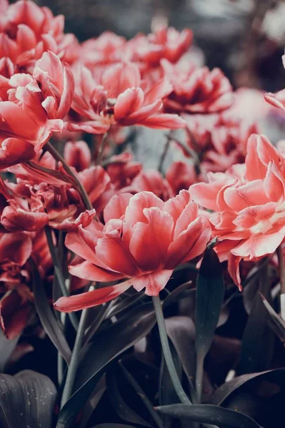 Primer Plano Hermosas Flores Peonía Rosa Coral Rojo Que Crecen —  Fotos de Stock