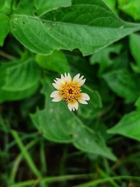 Yeşil Yapraklarla Çevrili Sarı Bir Kır Çiçeğinin Dikey Yakın Çekimi — Stok fotoğraf