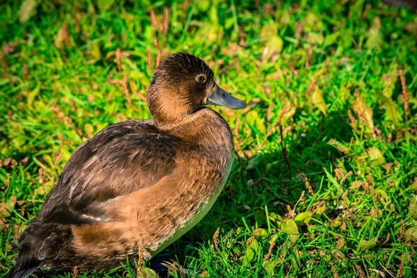 一只野鸭停在绿草上的特写镜头 — 图库照片