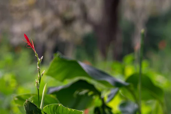 Closeup Canna Indica Bloom Growing Field — Stock Photo, Image