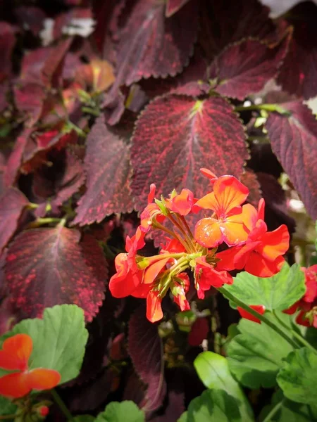 Tiro Close Belas Flores Vermelhas Folhas Vermelhas Jardim — Fotografia de Stock