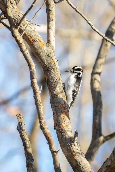 Selective Focus Shot Spotted Woodpecker Bird Perched Tree — Stock Photo, Image