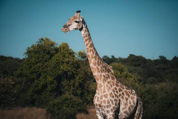 一张美丽的照片 是一只巨大的斑斑长颈鹿在乡间田野里走来走去 — 图库照片