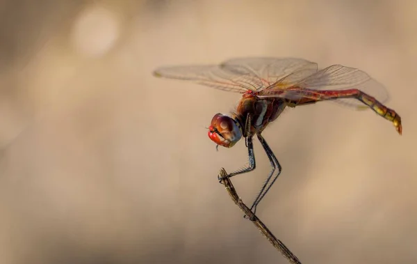 Makroaufnahme Einer Kleinen Roten Libelle Auf Verschwommenem Hintergrund — Stockfoto