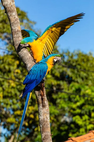 Vertikální Záběr Pár Macaw Modrým Hrdlem Stromě — Stock fotografie