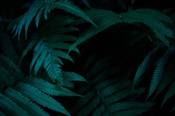 Samambaia Com Folhas Azuis Sobre Fundo Escuro Natural Perfeito Selvagem — Fotografia de Stock