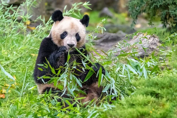 Joven Panda Gigante Comiendo Bambú Hierba Retrato — Foto de Stock