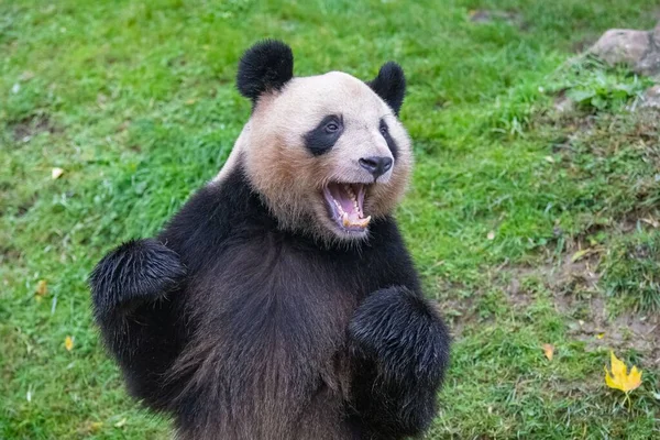 Obrovská Panda Stojící Trávě Portrét — Stock fotografie